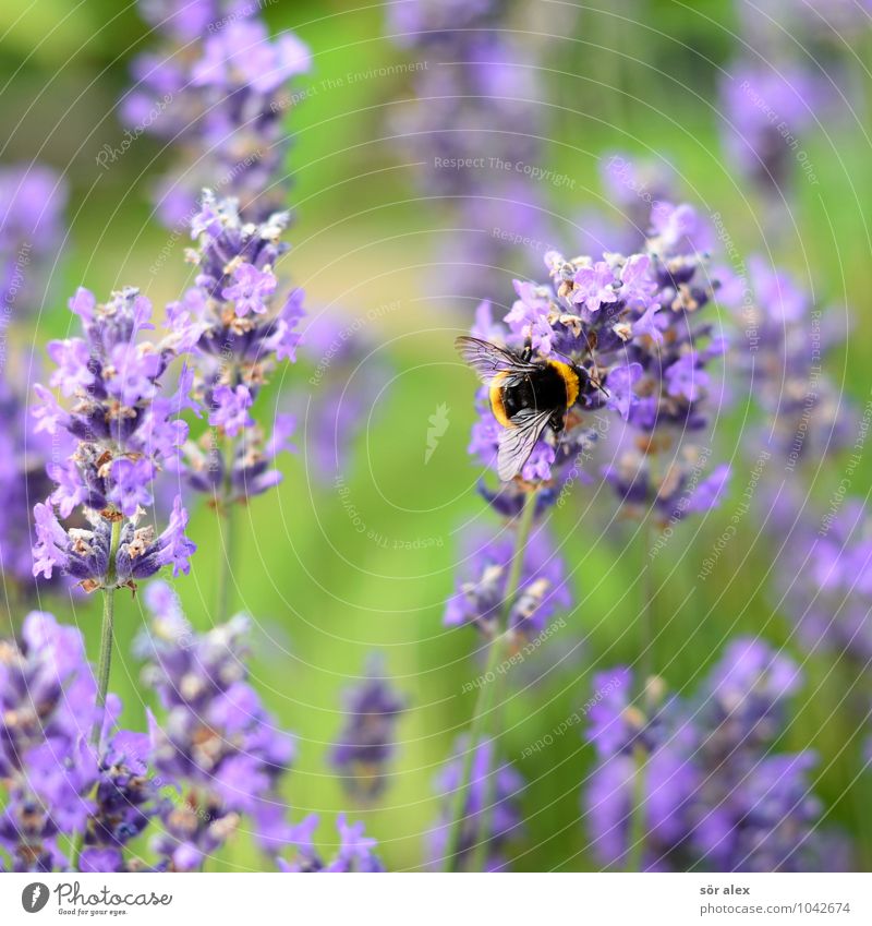 summer Flower Blossom Pollen Animal Insect Bumble bee 1 Sustainability Green Violet Nature Arrangement Diligent Summer Love of nature Colour photo Exterior shot