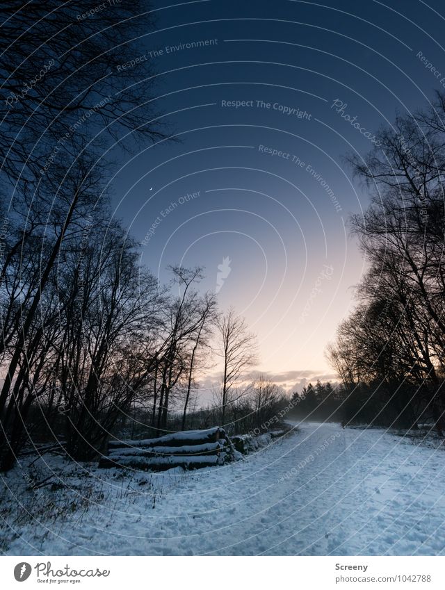 dusk Nature Landscape Plant Sky Clouds Night sky Moon Winter Ice Frost Snow Tree Forest Cold Blue Yellow Black White Calm Idyll Lanes & trails Wood Forestry