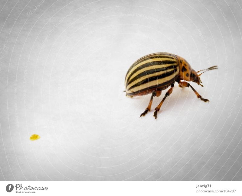 Lost something. Colorado beetle Bow Macro (Extreme close-up) Crawl Insect Stripe Going Beetle Pests run away go away