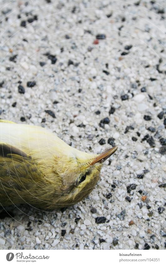 Unseen Wall Animal Bird Lie Death Accident European Greenfinch Green finch Feather Colour photo Copy Space top Bird's-eye view Animal portrait Closed eyes