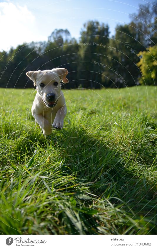 Animal Nature Summer Autumn Beautiful weather Grass Meadow Pet Dog 1 Hunting Running Happiness Natural Green Joie de vivre (Vitality) Love of animals Relaxation