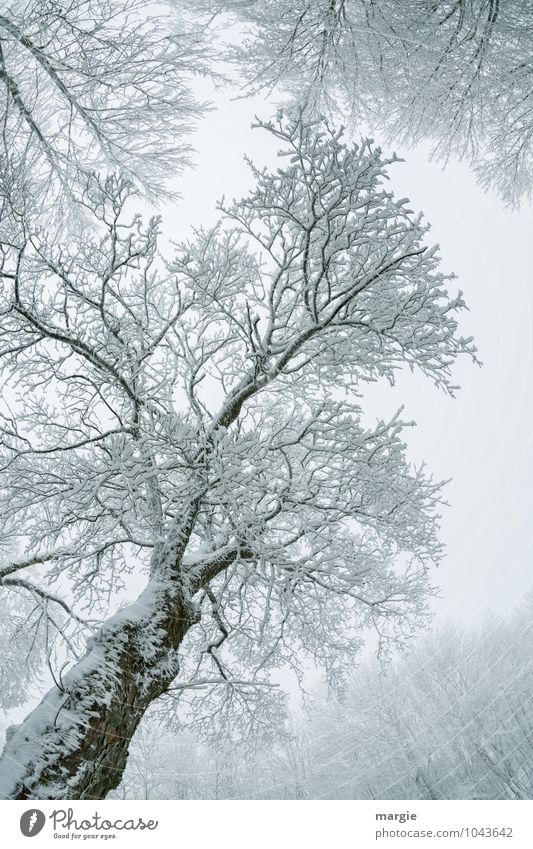 Filigree ice - tree Environment Nature Plant Animal Water Winter Climate Weather Ice Frost Snow Snowfall Tree Branch Tree trunk Treetop Twigs and branches