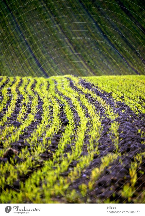 The fields are sprouting again Field Grain Sprout Plantlet Agriculture Sowing Occur green Fresh Life Product Waves Pattern Structures and shapes