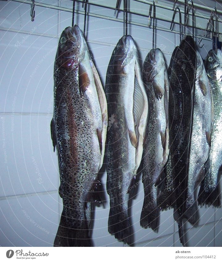 trout Rainbow trout Checkmark 6 Gill Hang Cooking Delicious Fishing (Angle) Animal Meat Conserve Fresh Slaughterhouse Corpse Cold Sliced Silent