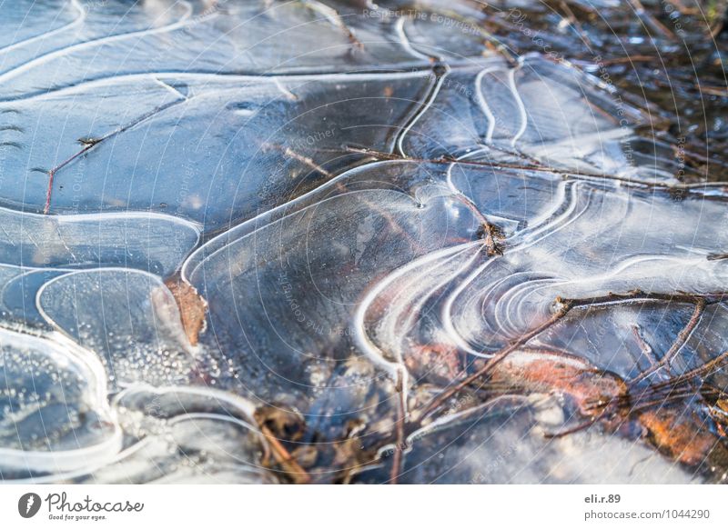 Puddle ice To go for a walk Nature Water Winter Ice Frost Twigs and branches Discover Freeze Cold Blue Brown Gray White Calm Purity Colour photo Subdued colour