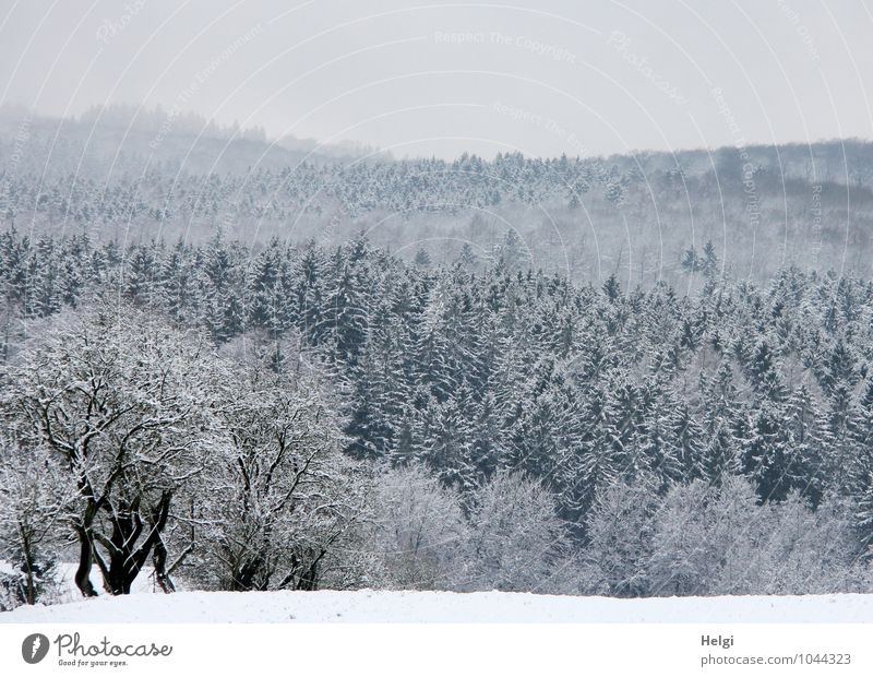 wintry Teutoburg Forest... Environment Nature Landscape Plant Sky Winter Ice Frost Snow Tree Bushes Agricultural crop Spruce Coniferous trees Freeze Stand