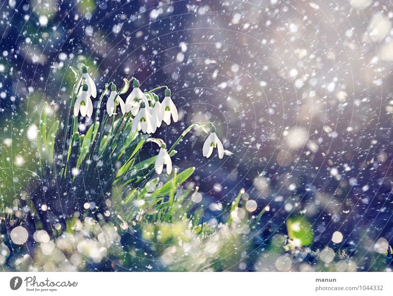 early developer Nature Spring Winter Weather Beautiful weather Ice Frost Snowfall Plant Flower Blossom Snowflake Snowdrop Spring flower Spring flowering plant