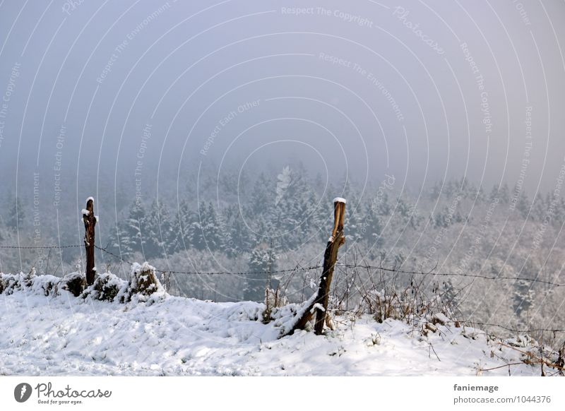 Snow walk II Nature Landscape Winter Fog Ice Frost Forest Hill Cold Beautiful Blue Gray White Winter walk Pole Fence Fence post Coniferous forest Fir tree