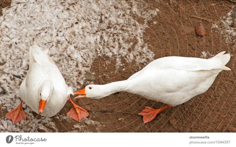 You stupid goose! Environment Nature Plant Winter Animal Farm animal Bird Goose Duck birds geese 2 Fight Argument Aggression Anger Colour photo Exterior shot