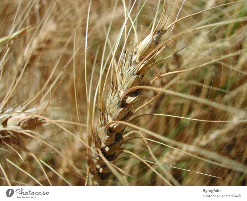 cornfield Wheat Agriculture Field Nature Grain organic farming Macro (Extreme close-up)