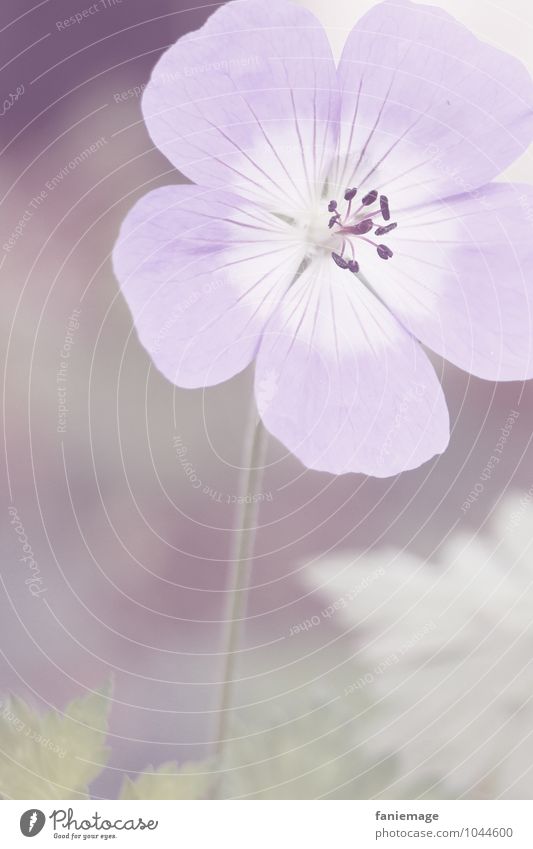 mauve Nature Plant Blossom Meadow Field Esthetic Beautiful Violet Bright Flower Flower meadow White Portrait format Open Direct Delicate Spring Spring fever