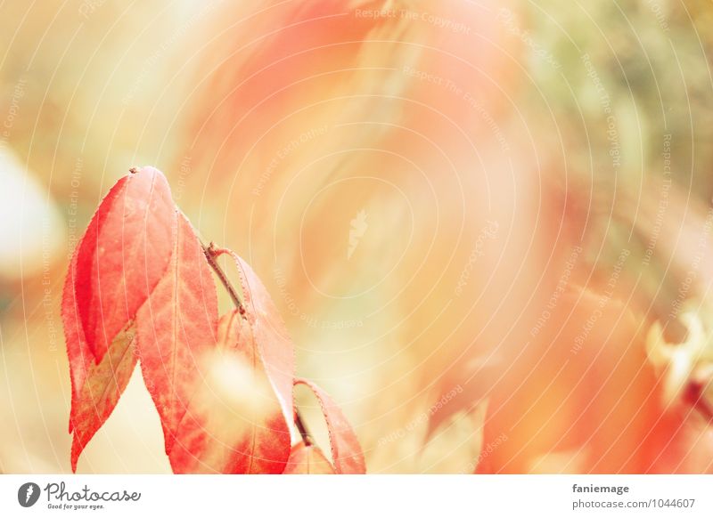 Remembrance of autumn Environment Nature Fire Autumn Wind Bushes Field Forest Beautiful Happy Optimism Warmth Orange Red Blur Autumnal Bright green Pastel tone