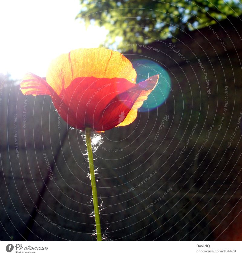 poppy seed Wayside Poppy Corn poppy Flower Blossom Light Back-light Blossom leave Red Green Delicate Blossoming Summer Beam of light Beautiful weather Orange