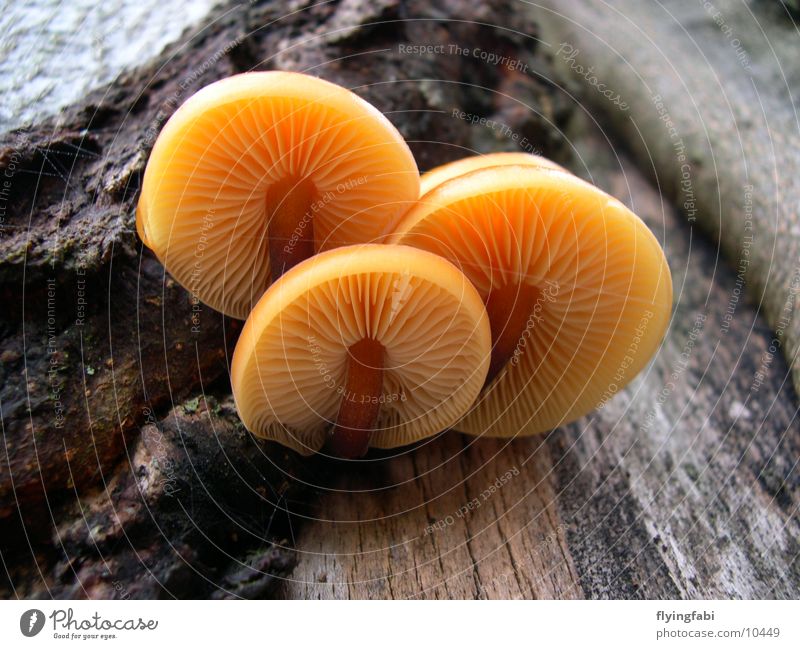 Mushroom Impressions Tree Spore Oak tree Beech tree Disk Nature phytopathology
