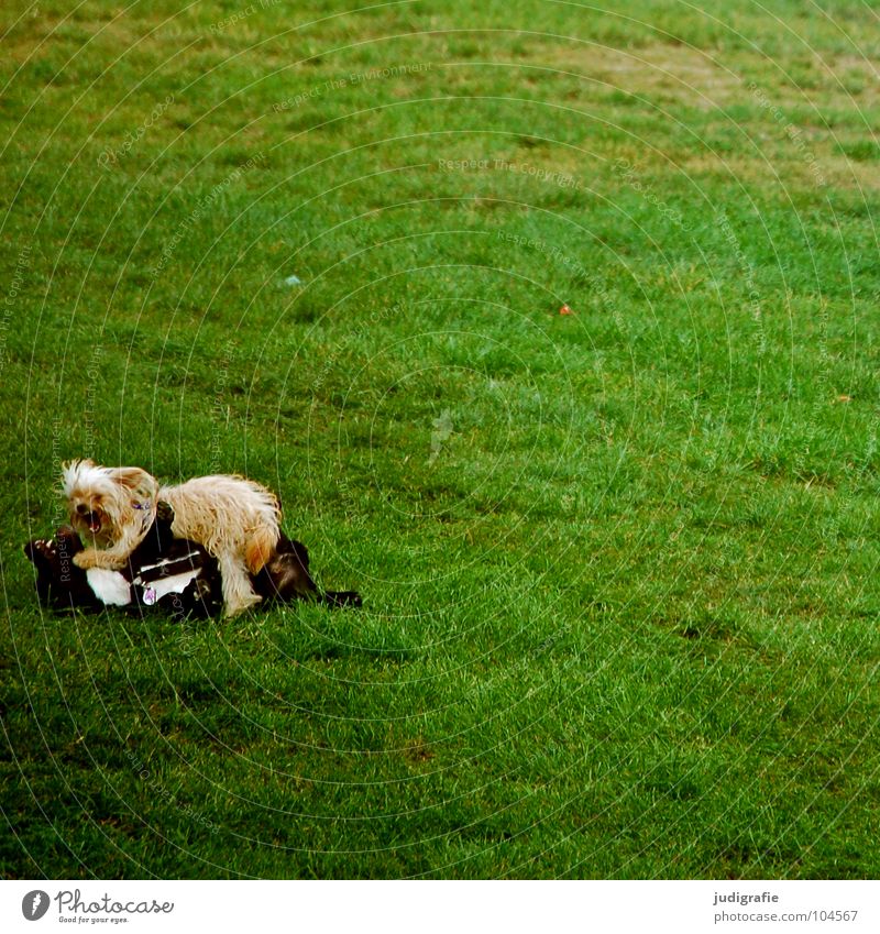 dogs Dog Dogfight Mastiff Small Meadow Playing Beat Loyalty Pet Animal Green Effort Friendship Mammal Colour trouser-legged biter Fiffi Lawn