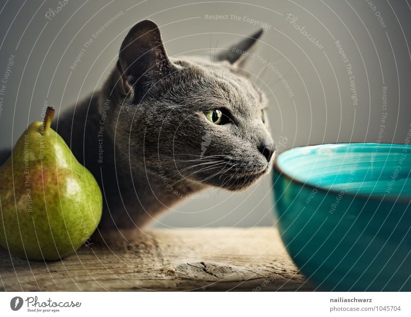 Cat and pear Food Fruit Pear Bowl Animal Pet Animal face russian blue 1 Observe Touch To enjoy Looking Elegant Cuddly Funny Natural Curiosity Cute Positive