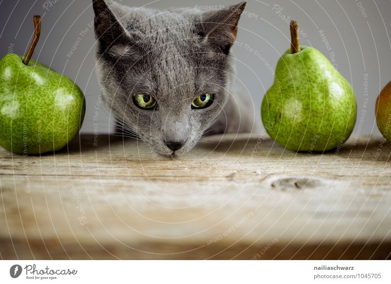 Cat and pears Food Fruit Pear Organic produce Vegetarian diet Diet Animal Pet Animal face russian blue 1 Wood Observe Touch Discover Looking Exceptional