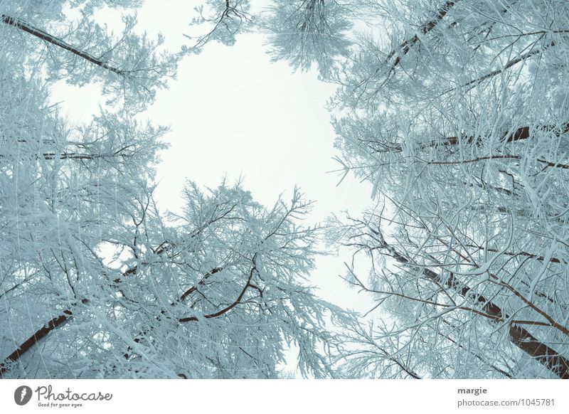 The view up into snowy tree tops Environment Nature Water Sky Winter Climate Weather Ice Frost Snow Snowfall Tree Tree trunk Branch Twigs and branches Forest