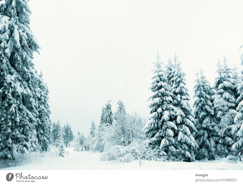 Winter feeling, a snowy landscape Environment Nature Landscape Plant Animal Water Sky Climate Ice Frost Snow Snowfall Tree Foliage plant Spruce forest Fir tree