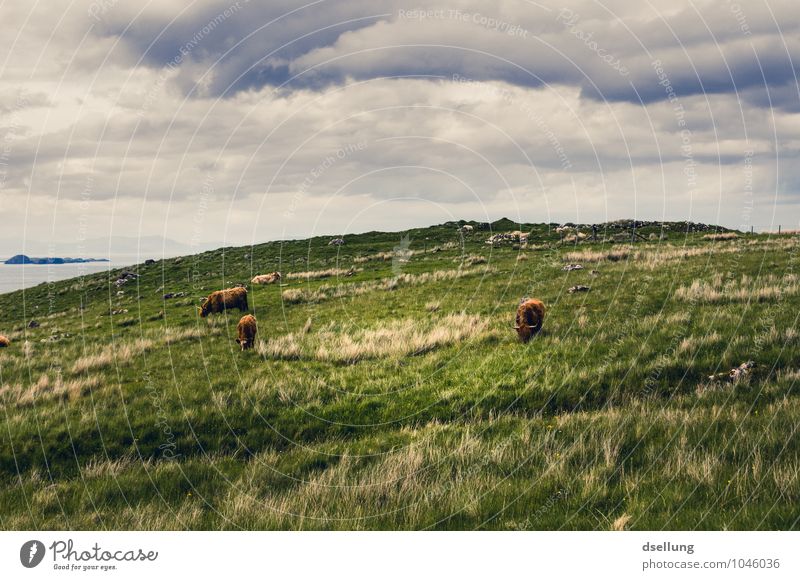to let the soul dangle. Nature Landscape Sky Clouds Summer Beautiful weather Meadow Field Farm animal Highland cattle 3 Animal Group of animals Herd Relaxation