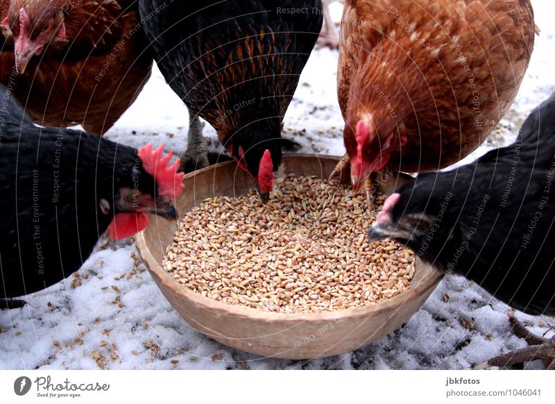 Hustle and bustle at the feeding bowl Animal Pet Farm animal Bird Wing Barn fowl Crest Beak Feed Food bowl 4 Group of animals Self-confident Honor Group photo