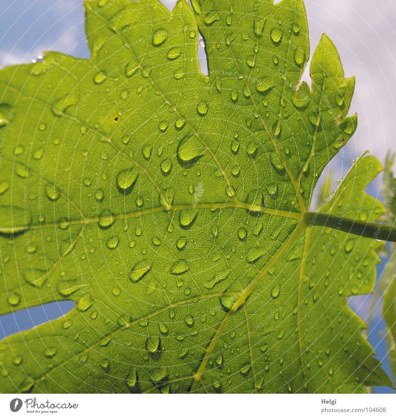 Close-up of a green vine leaf with raindrops Wet Rain Leaf Vine leaf Stalk Vessel Leaf green Green Clouds White Summer Growth Plant Macro (Extreme close-up)