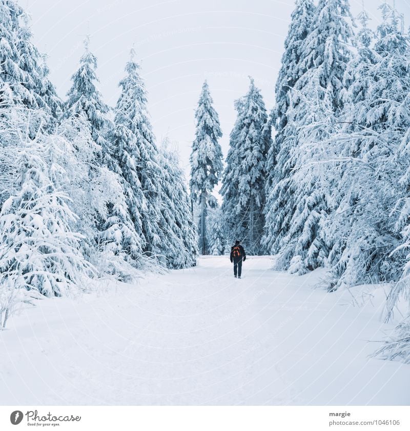 Winter holiday in snow Healthy Vacation & Travel Tourism Trip Snow Winter vacation Hiking Winter sports Human being Masculine Man Adults 1 Nature Snowfall Tree