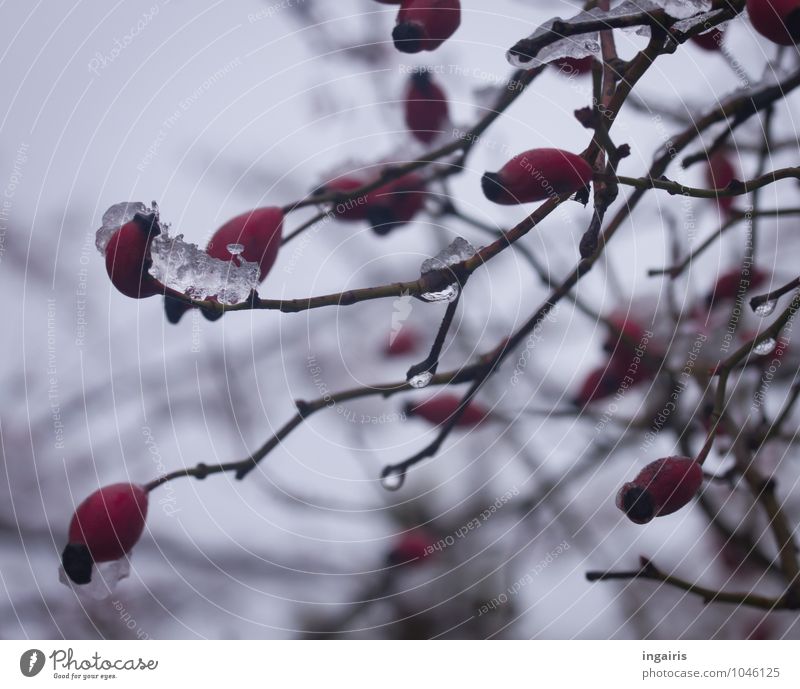 winter crop stand Fruit Nature Plant Sky Winter Ice Frost Bushes Rose hip Garden Park To dry up Wet Natural Round Gloomy Gray Red Calm Belief Contentment Moody