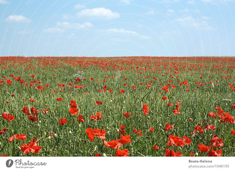 red-green Beautiful Nature Landscape Clouds Spring Beautiful weather Plant Blossom Poppy field Poppy blossom Blossoming Fragrance To enjoy Illuminate Esthetic