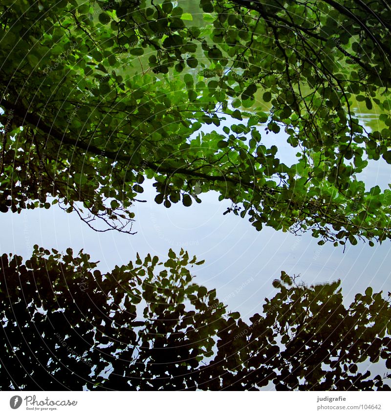 Contrarily uniform Tree Reflection Leaf Pond Lake Surface of water Mirror 2 Green Gray Environment Plant Water Branch Double exposure Nature