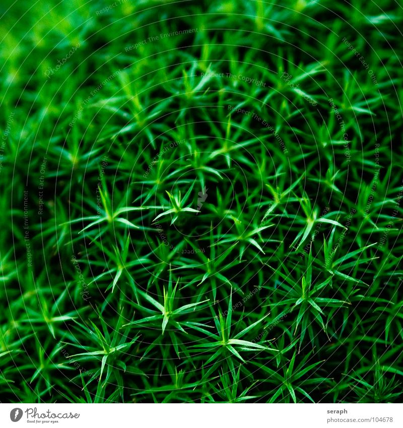 Moss Stars Plant Green Background picture Encalypta Ground cover plant Spore Symbiosis Nature sporophyte micro Lichen Macro (Extreme close-up) Botany Growth