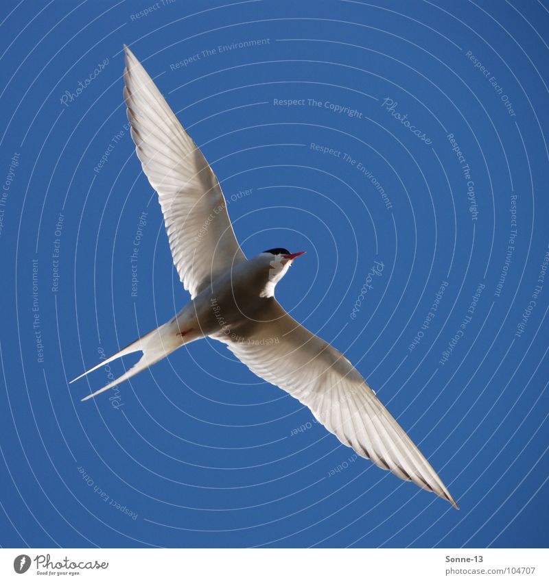 graceful II Arctic tern Bird Air Aviation Wing Freedom Sky Blue Graceful