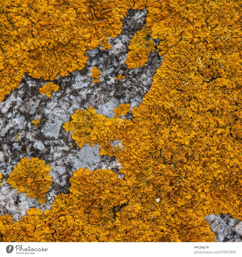 map weaving Allergy Nature Plant Lichen Growth Yellow Environment Stone Rock Wall (barrier) Wall plant mycobionts Mushroom Colour photo Exterior shot Close-up