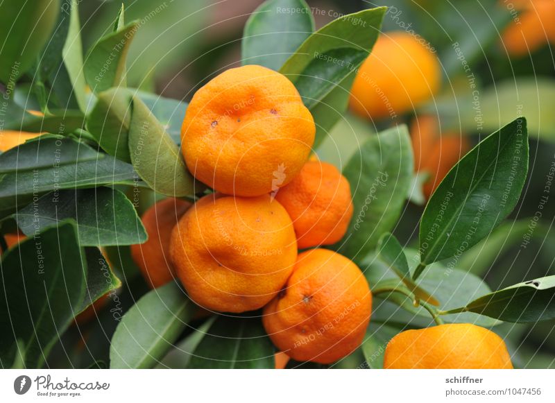 vitamin waves Orange Nutrition Organic produce Slow food Plant Bushes Foliage plant Agricultural crop Pot plant Exotic Green Tangerine Tropical fruits