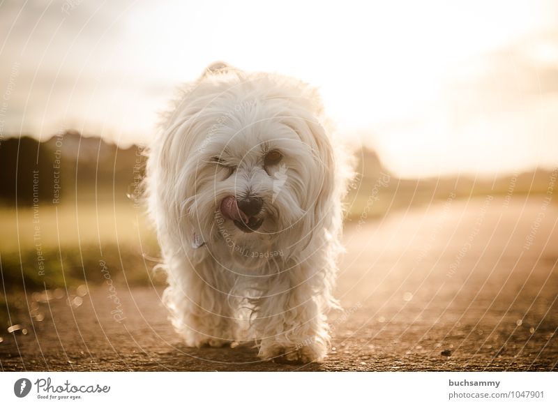 Driven by the sun Animal Warmth Street Pelt Long-haired Pet Dog 1 Going Small Brown Gold Orange White bishop Golden hour Watchdog Havanese Sunset Direct