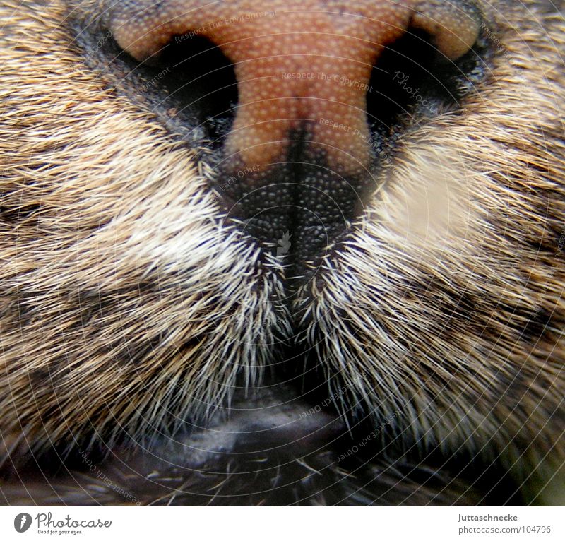 Wet Cat Snout Damp Frontal Pet Domestic cat Pelt Near Slaver Nostril Whisker Purr Meow Concentrate Mammal Power Force Nose cat's nose furry Hair. hairy