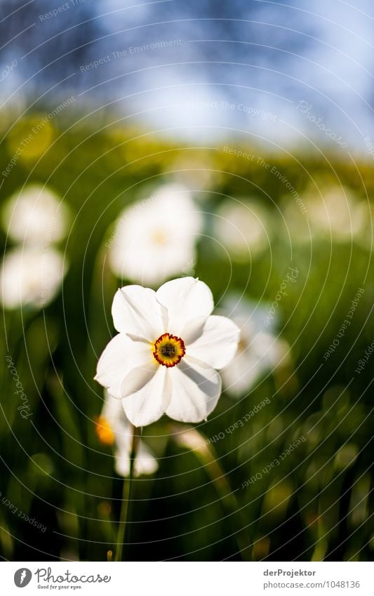 It blooms so beautifully Vacation & Travel Tourism Trip Sightseeing City trip Environment Nature Landscape Plant Animal Elements Spring Flower Grass Garden Park