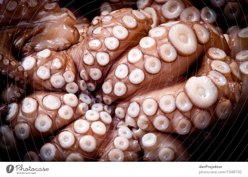 Animal with liability Environment Nature Landscape Plant Marketplace Wild animal Dead animal Grief Death Fear Horror squid Marine animal Eating Italy Venice
