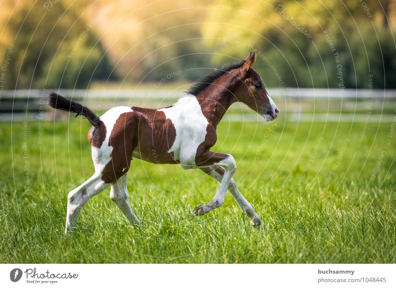 Happy foal Leisure and hobbies Ride Sports Animal Grass Meadow Farm animal Horse 1 Speed Brown Green White Foal youthful Pasture sunshine stable animal