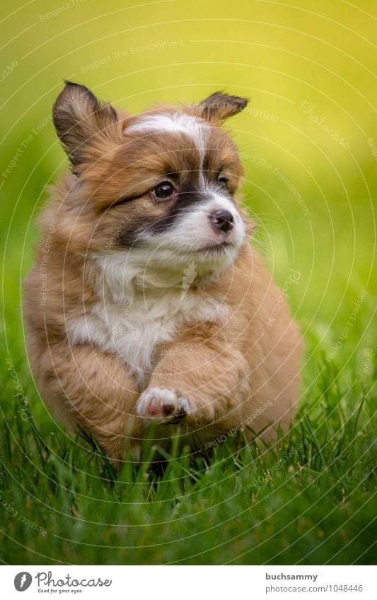 Curious puppy Animal Grass Meadow Pet Dog 1 Brown Green Black White youthful Crossbreed sunshine Puppy Action Running su¨ss trollish Colour photo Exterior shot