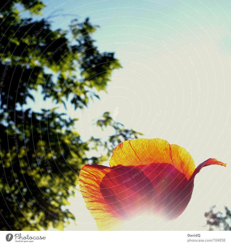 Poppy seed II Wayside Corn poppy Flower Blossom Light Back-light Blossom leave Red Green Delicate Blossoming Summer Beam of light Sky Blue Beautiful weather