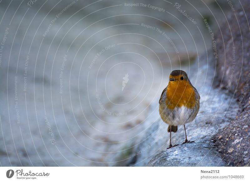 Moin moin! Environment Nature Animal Air Bird 1 Gray Robin redbreast Songbirds Loneliness Play of colours Small Cute Colour photo Exterior shot Close-up Detail
