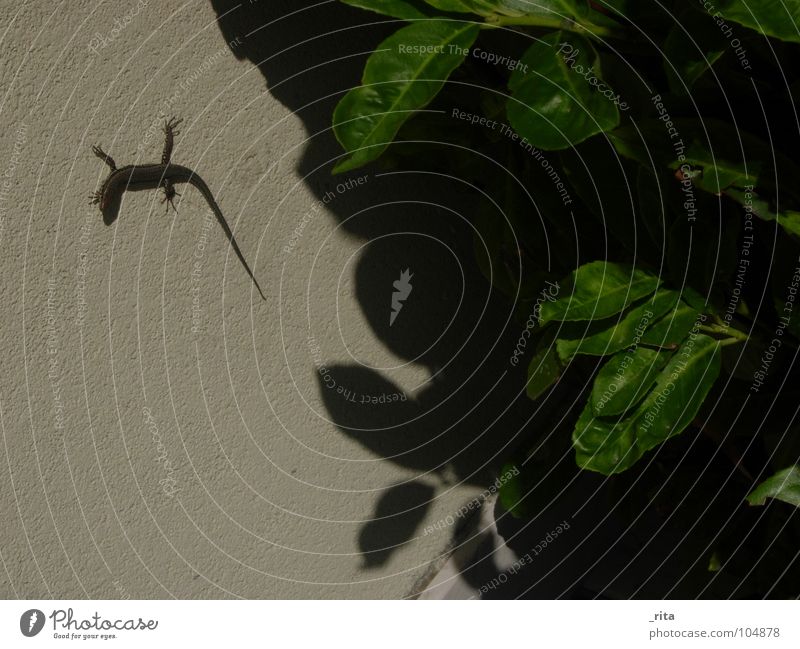 lizard Lizards Leaf Reptiles Animal Green Italy Caorle Summer Wall (building) Disgust shadow Looking Nature