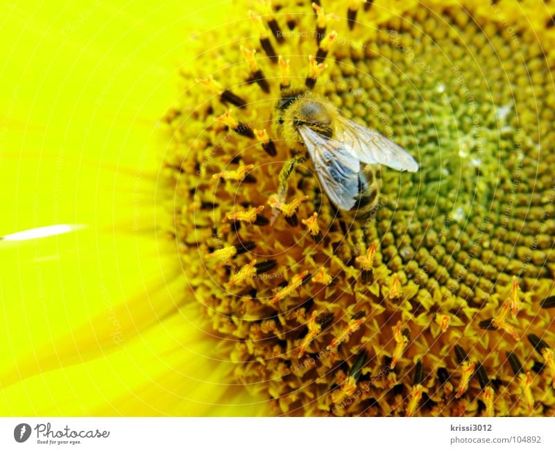 sunflower bees Bee Sunflower Yellow Black Brown Green Blossom Sunflower seed Blossom leave Feeler Insect Pollen Stamen Collection Diligent Honey Sprinkle Summer