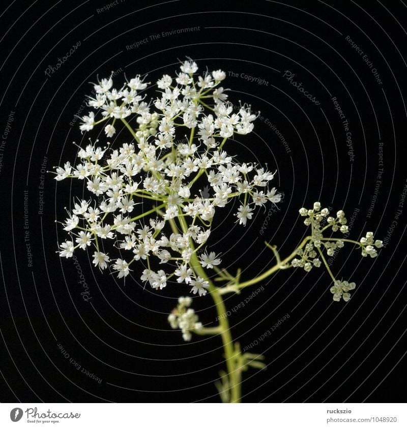 Anise, Pimpinella, anisum Herbs and spices Tea Healthy Plant Wild plant Free Black White pimpinella aniseed blossom WHITE BLOOMS White blossom Meadow flower