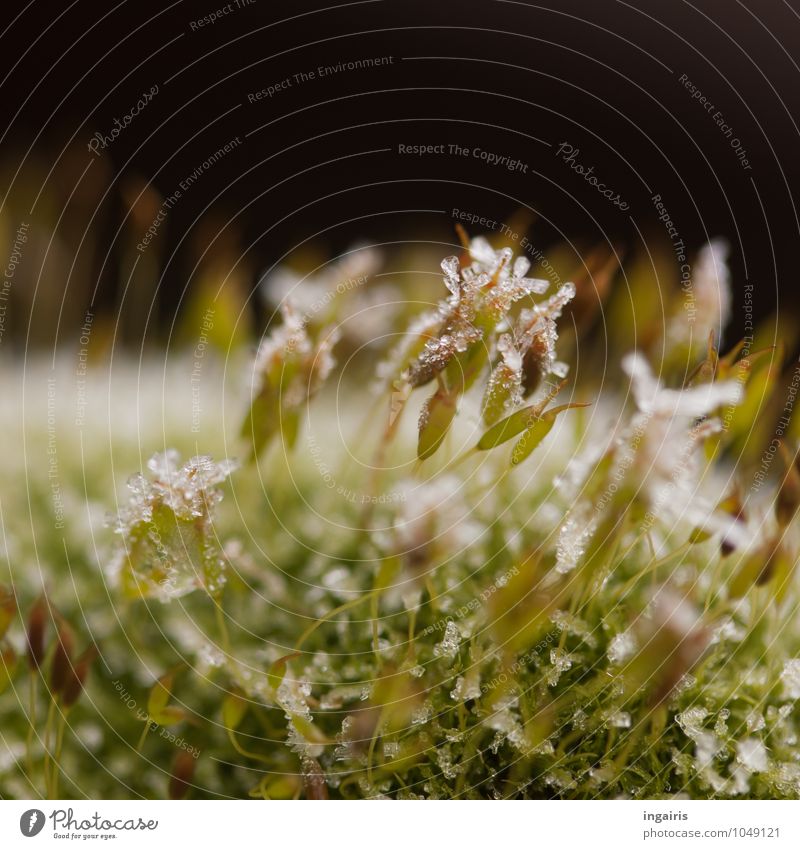 Frozen moss Nature Water Ice Frost Snow Plant Moss Carpet of moss Freeze Glittering Growth Small Natural Soft Green Black White Bizarre Cold Moody Colour photo