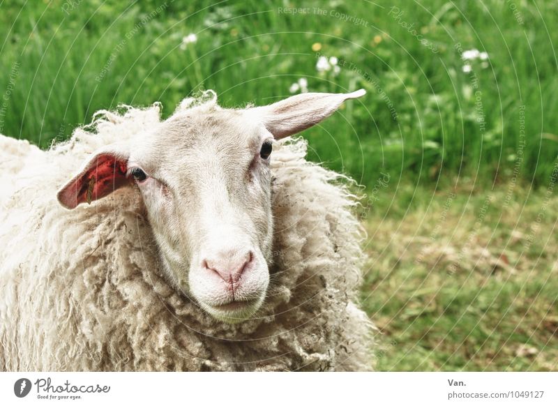 Green stuff with sheep Nature Plant Animal Flower Grass Meadow Farm animal Sheep 1 Soft White Colour photo Multicoloured Exterior shot Deserted Day