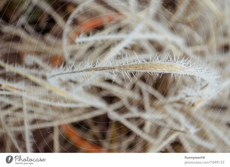 winter spines Grass Thorny Nature Whimsical Symmetry Death Past Transience Shriveled Hoar frost Protection Defensive Ice crystal Evil Dangerous Colour photo