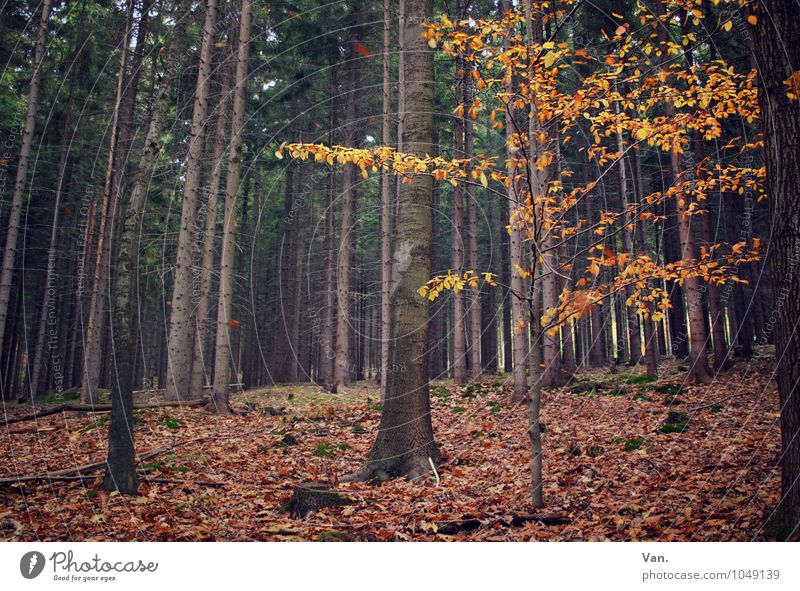 Once, in the woods. Nature Autumn Plant Tree Leaf Forest Brown Yellow Tree trunk Colour photo Subdued colour Exterior shot Deserted Day