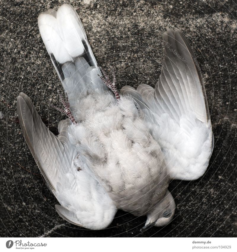 pigeon+wall= Pigeon Air Concrete Wall (barrier) House (Residential Structure) Accident Outstretched Animal Gray White Difference Bird Flying Aviation Death Wing